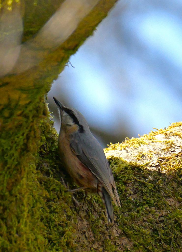 Nuthatch – Kathleen Rigg