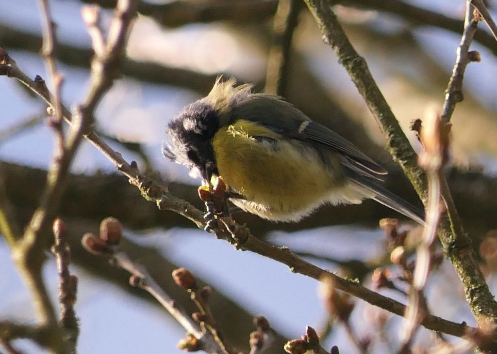 Blue Tit - Chris Byrne