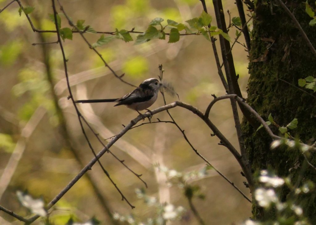 Long-tailed Tit – Chris Byrne