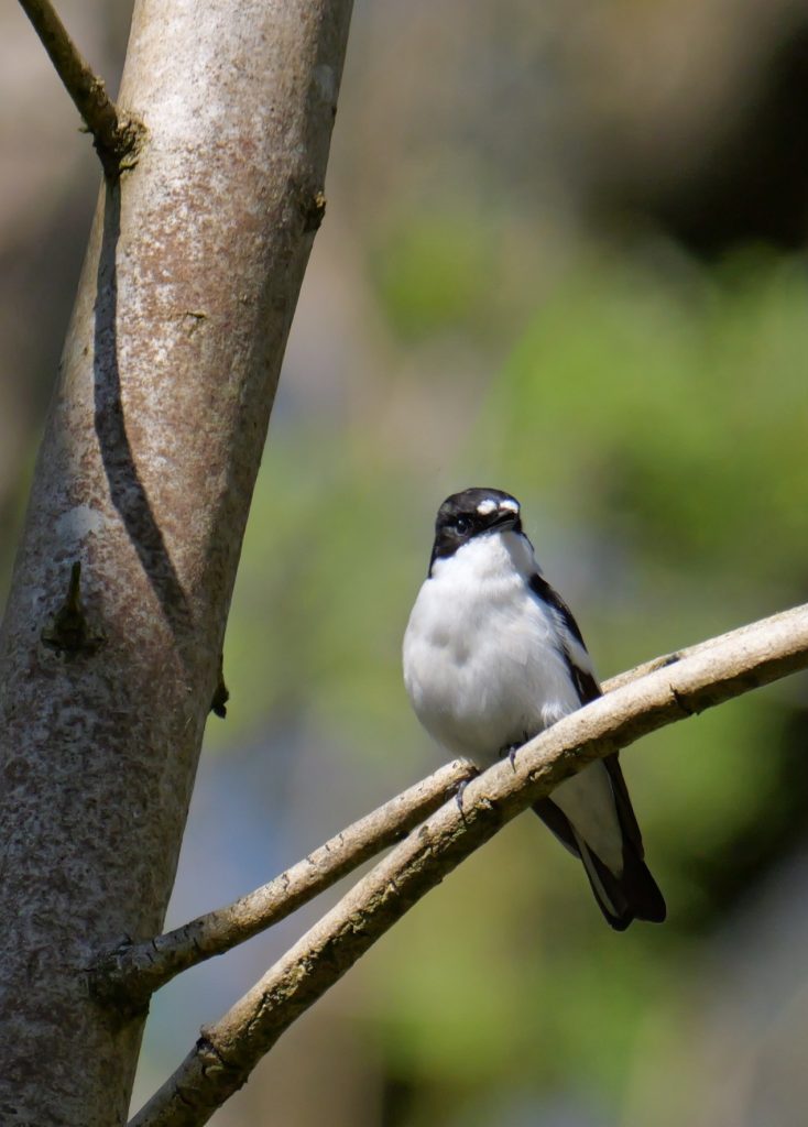 Pied Flycatcher – Kathleen Rigg