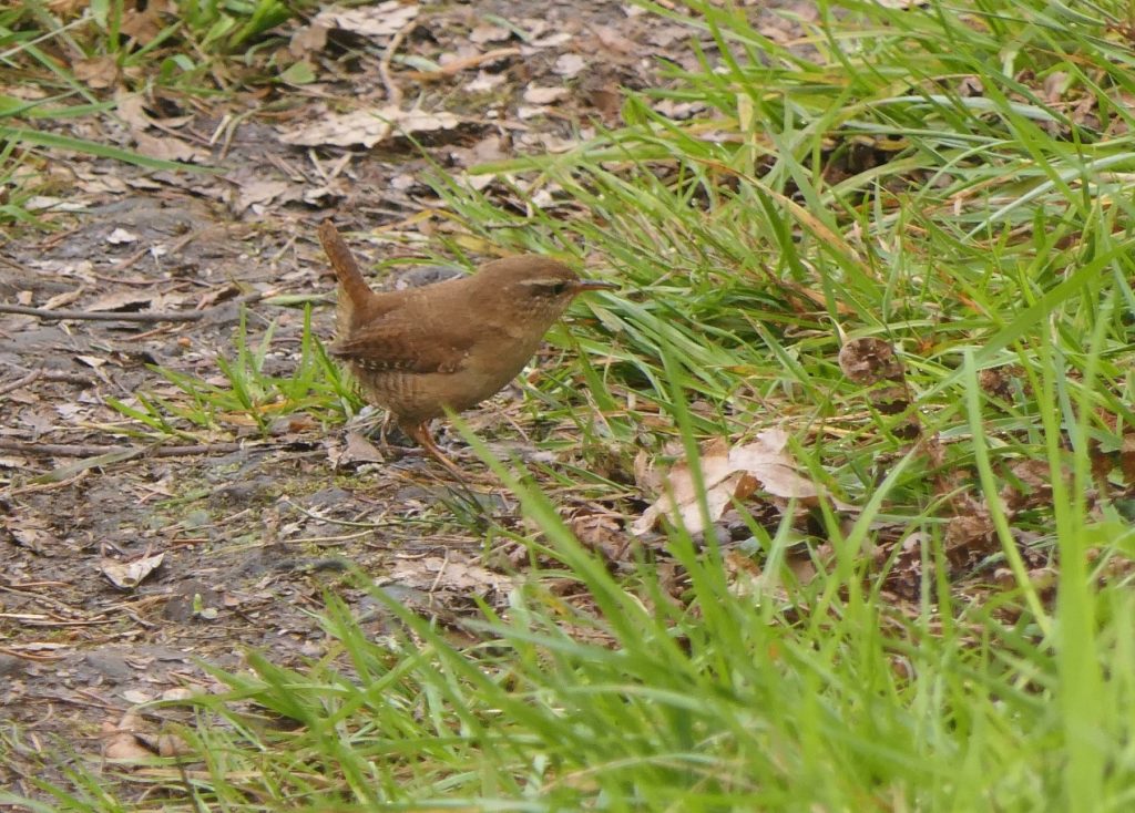 Wren – Chris Byrne