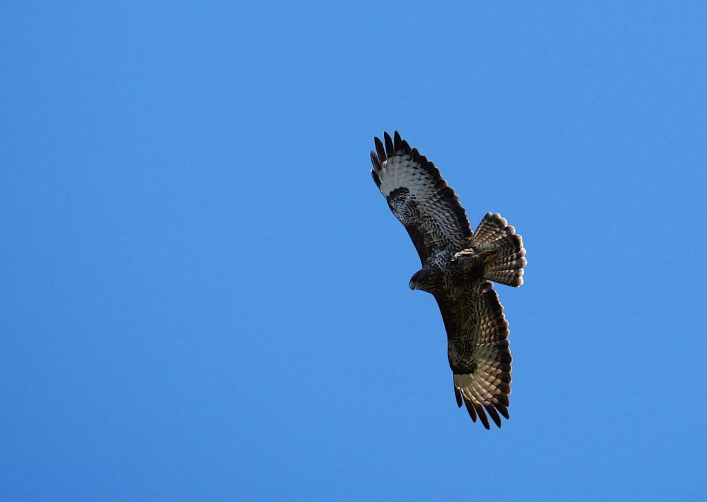 Buzzard – Kathleen Rigg