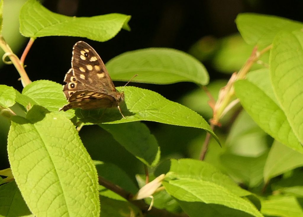 Speckled Wood – Chris Byrne